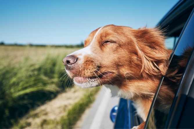 hoteis pet friendly em gramado