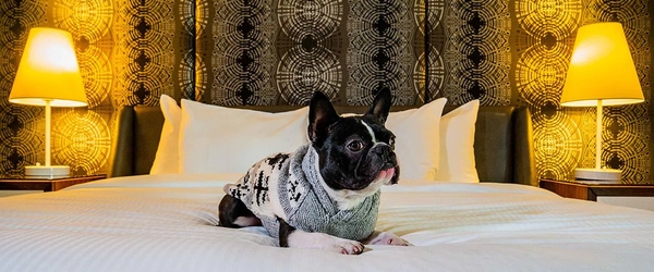 Resorts pet friendly na Serra Gaúcha permitem que os animaizinhos de estimação estejam presentes, deixando a viagem ainda mais especial.