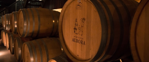 Barris da vinícola Aurora.