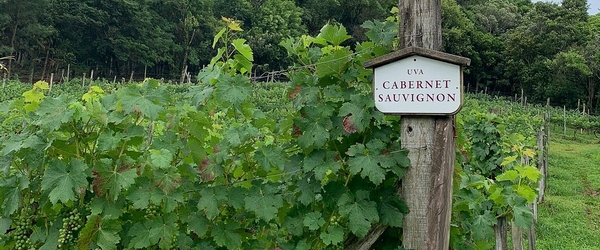 A Cabernet Sauvignon é uma das uvas usadas pela Vinícola Stopassola para a produção de seus vinhos.