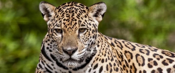 No Gramado Zoo, os animais da fauna brasileira, como a onça pintada, são os grandes astros. No Gramado Zoo, os animais da fauna brasileira, como a onça pintada, são os grandes astros.